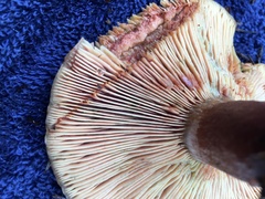Lactarius rubrilacteus