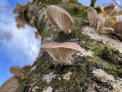 Omphalotus japonicus