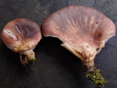 Omphalotus japonicus