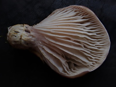 Omphalotus japonicus