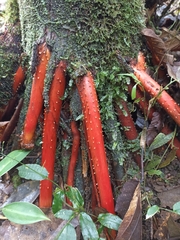 Iriartea deltoidea