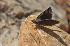 Erynnis marloyi