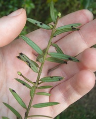 Corynelia tropica image