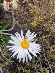 Diaea ambara