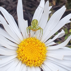 Diaea ambara