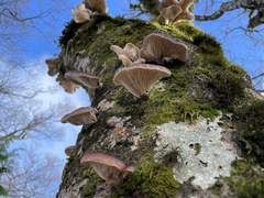 Omphalotus japonicus