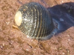 Nerita scabricosta