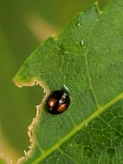 Serangium maculigerum