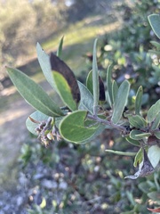 Arctostaphylos rudis