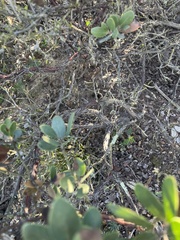 Arctostaphylos rudis