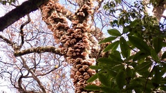 Omphalotus japonicus