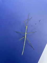 Anchiale austrotessulata