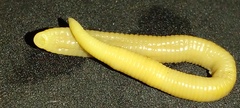 Cylicobdella