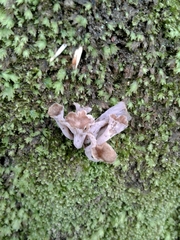 Craterellus sinuosus