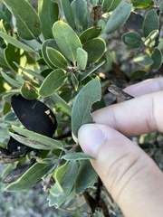 Arctostaphylos rudis