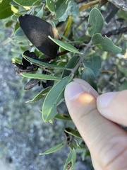 Arctostaphylos rudis