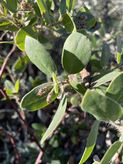 Arctostaphylos crustacea