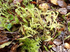 Acrocladium chlamydophyllum