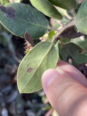 Arctostaphylos crustacea