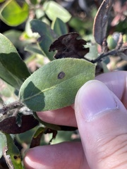 Arctostaphylos crustacea