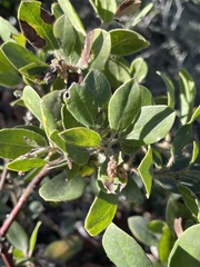 Arctostaphylos crustacea