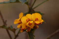 Podolobium ilicifolium