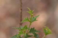 Podolobium ilicifolium