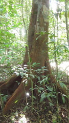 Tachigali panamensis