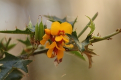 Podolobium ilicifolium