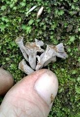 Craterellus sinuosus