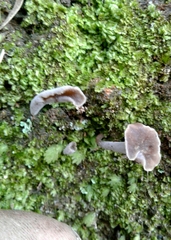Craterellus sinuosus