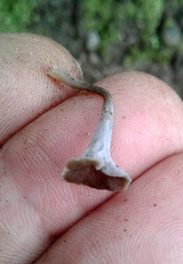Craterellus sinuosus
