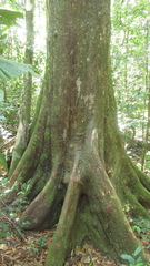 Terminalia tetraphylla