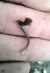 Craterellus sinuosus