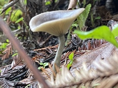 Pseudoclitocybe