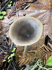Pseudoclitocybe