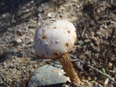 Battarreoides diguetii