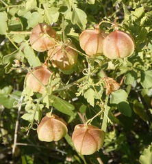 Cardiospermum corindum