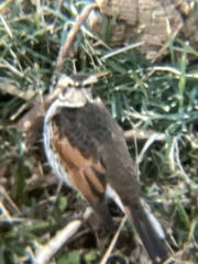 Turdus eunomus