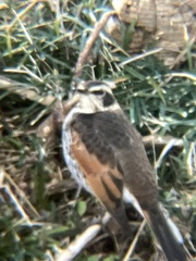 Turdus eunomus
