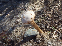 Battarreoides diguetii