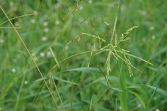 Leersia