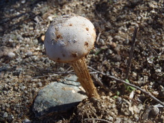 Battarreoides diguetii