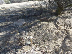 Battarreoides diguetii