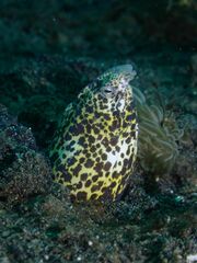 Callechelys marmorata