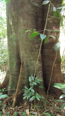 Tachigali panamensis