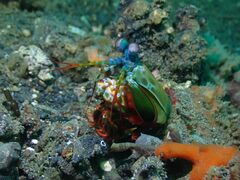 Odontodactylus scyllarus