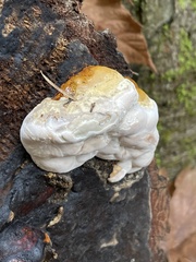 Fomitopsis