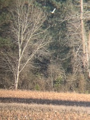 Charadrius vociferus