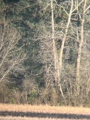 Charadrius vociferus